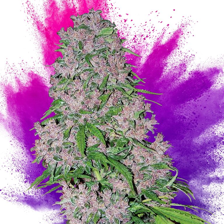 9 Best Purple Strains - Sensi Seeds