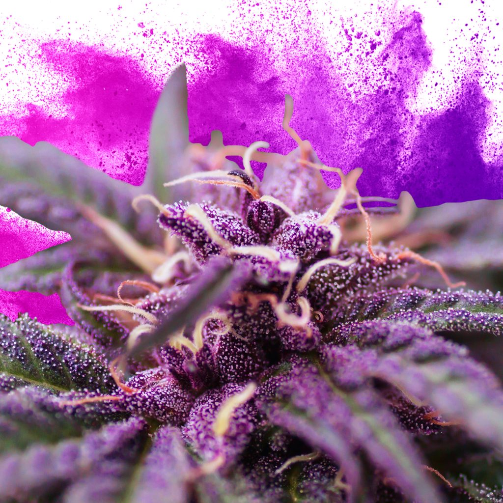 Best Purple Weed In The World