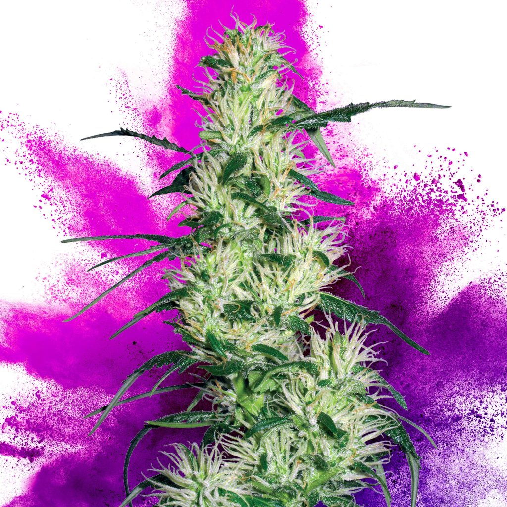 Purple Hair Weed