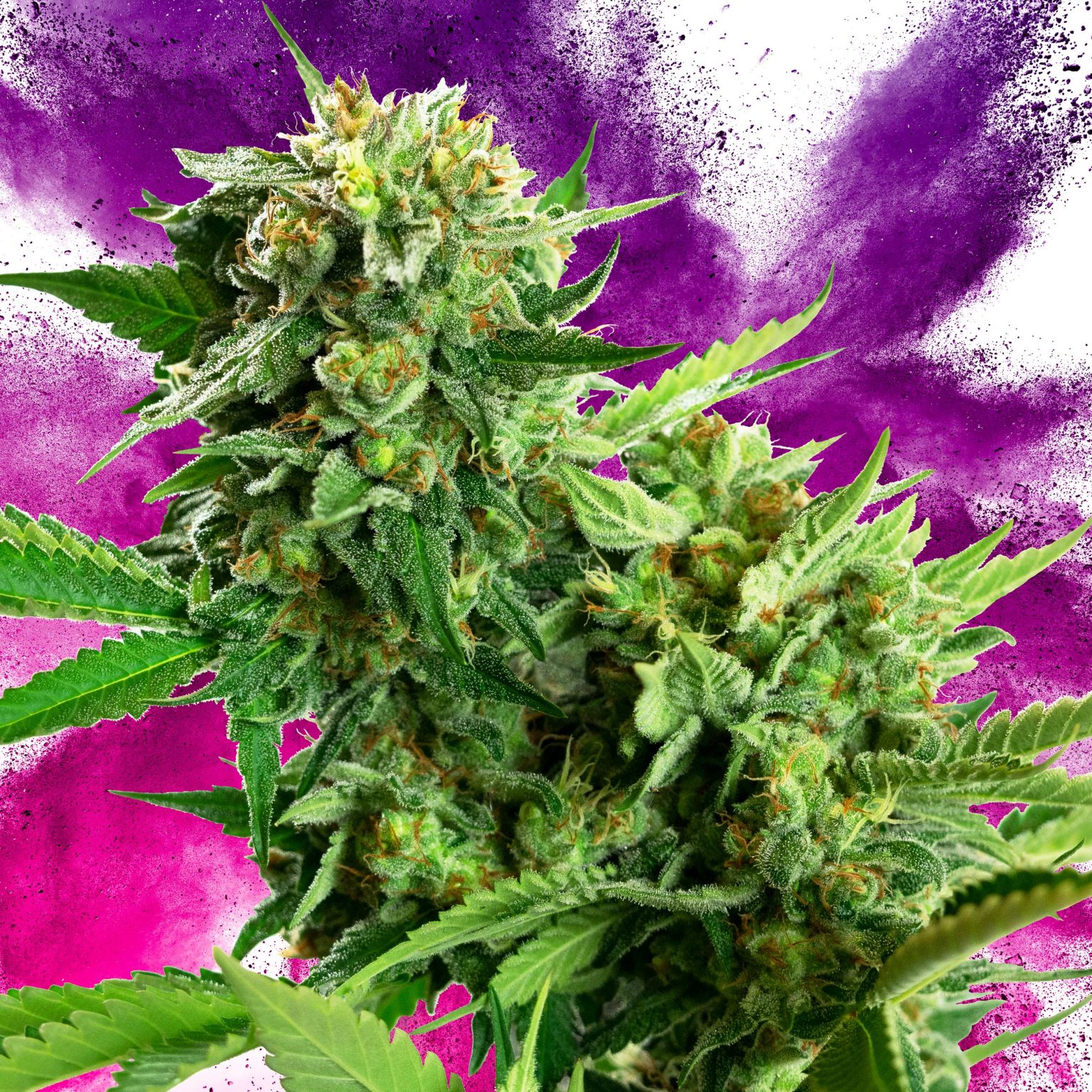 9 Best Purple Strains - Sensi Seeds