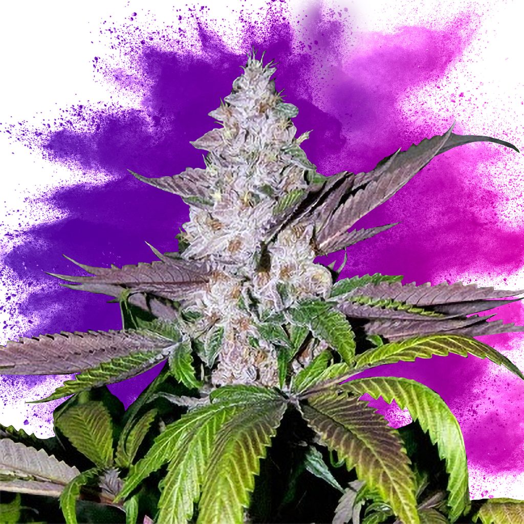 9 Best Purple Strains - Sensi Seeds