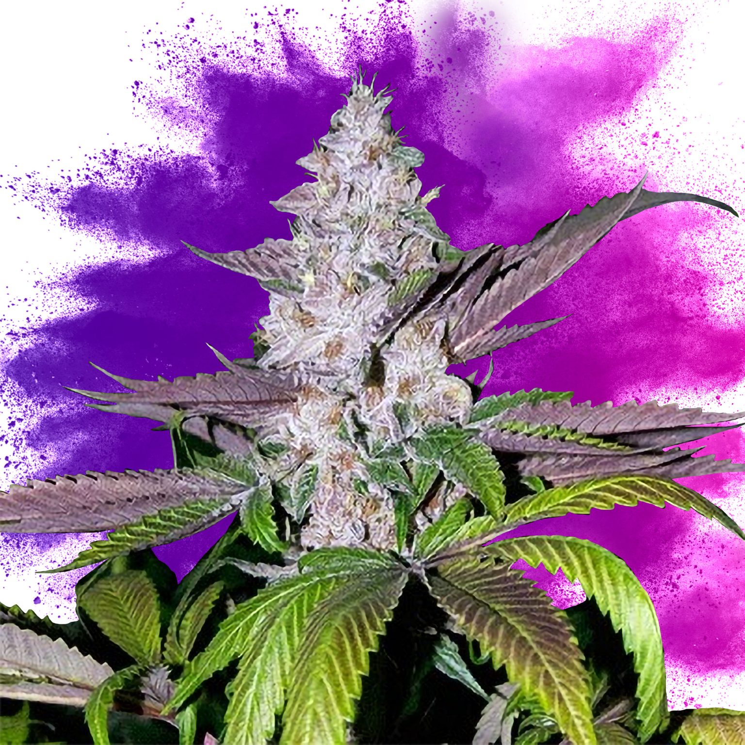 9 Best Purple Strains Sensi Seeds