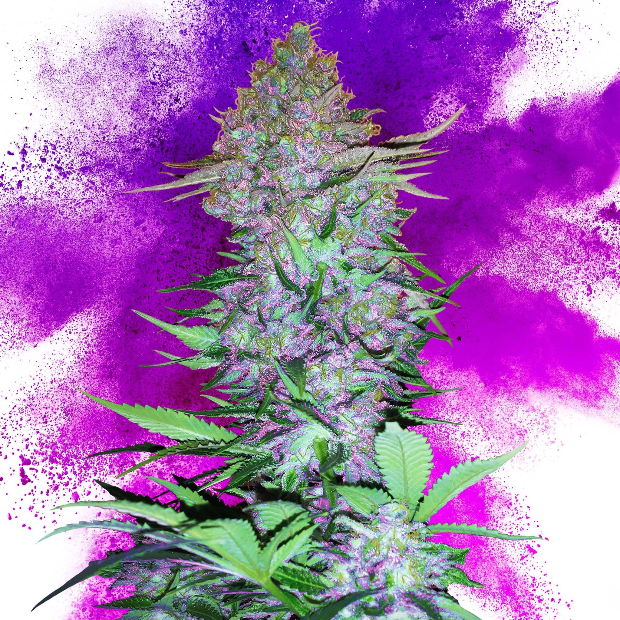 9 Best Purple Strains Sensi Seeds