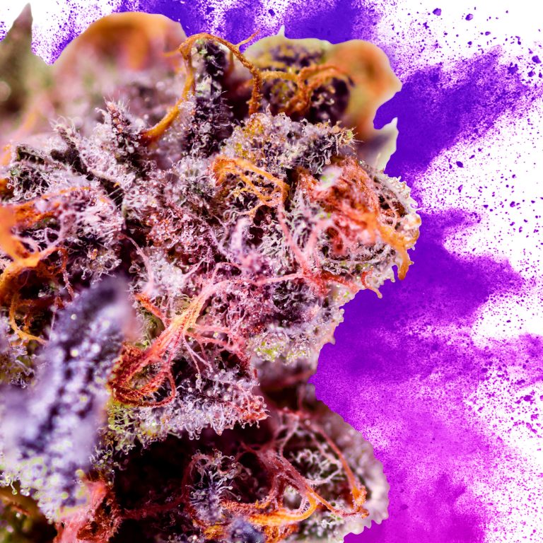 9 Best Purple Strains Sensi Seeds