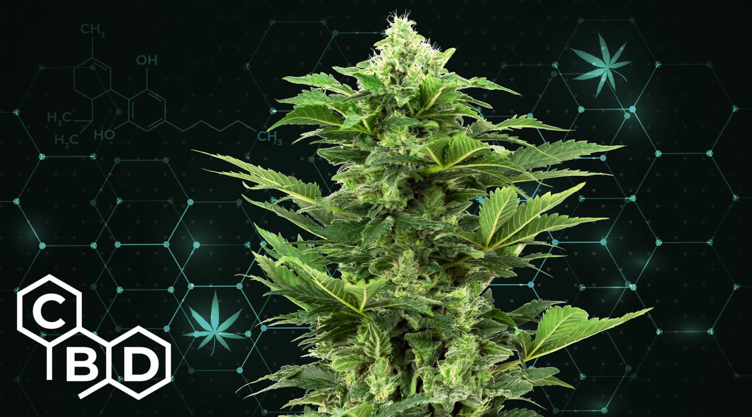 5 Best Cbd Strains Sensi Seeds