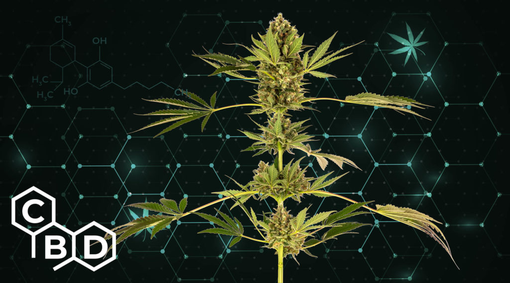 5 Best CBD Strains - Sensi Seeds