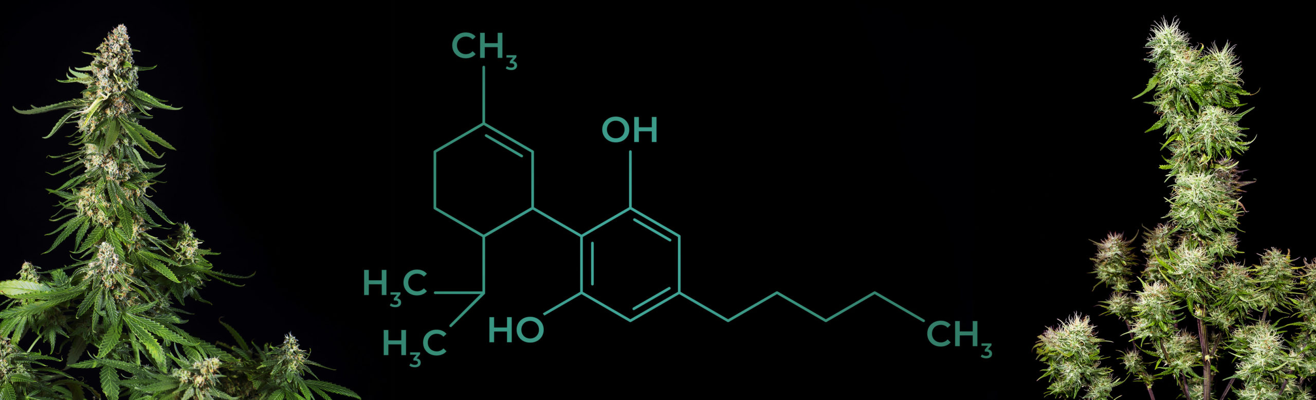 Deux fleurs de cannabis dans le coin et une formule chimique de CBD entre les deux