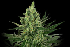 OG Kush feminized cannabis flower against the black background