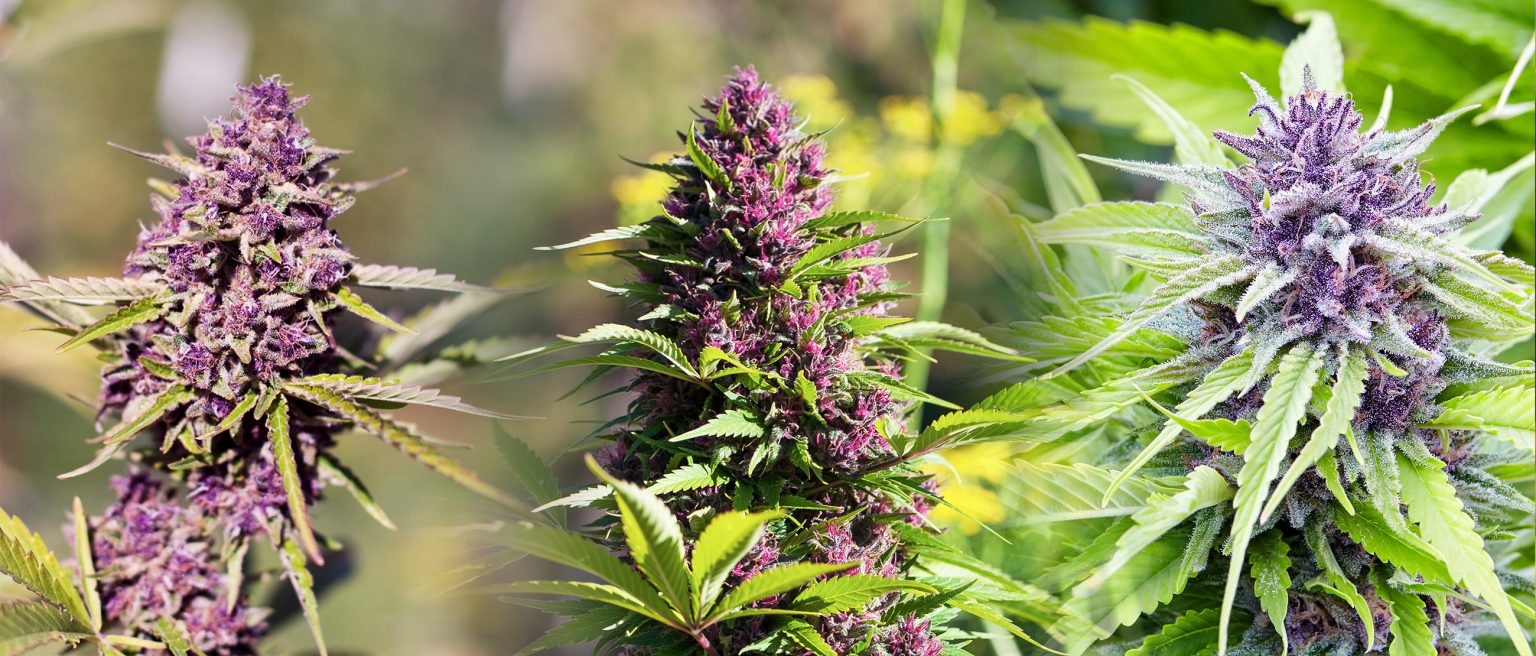 9 Best Purple Strains Sensi Seeds
