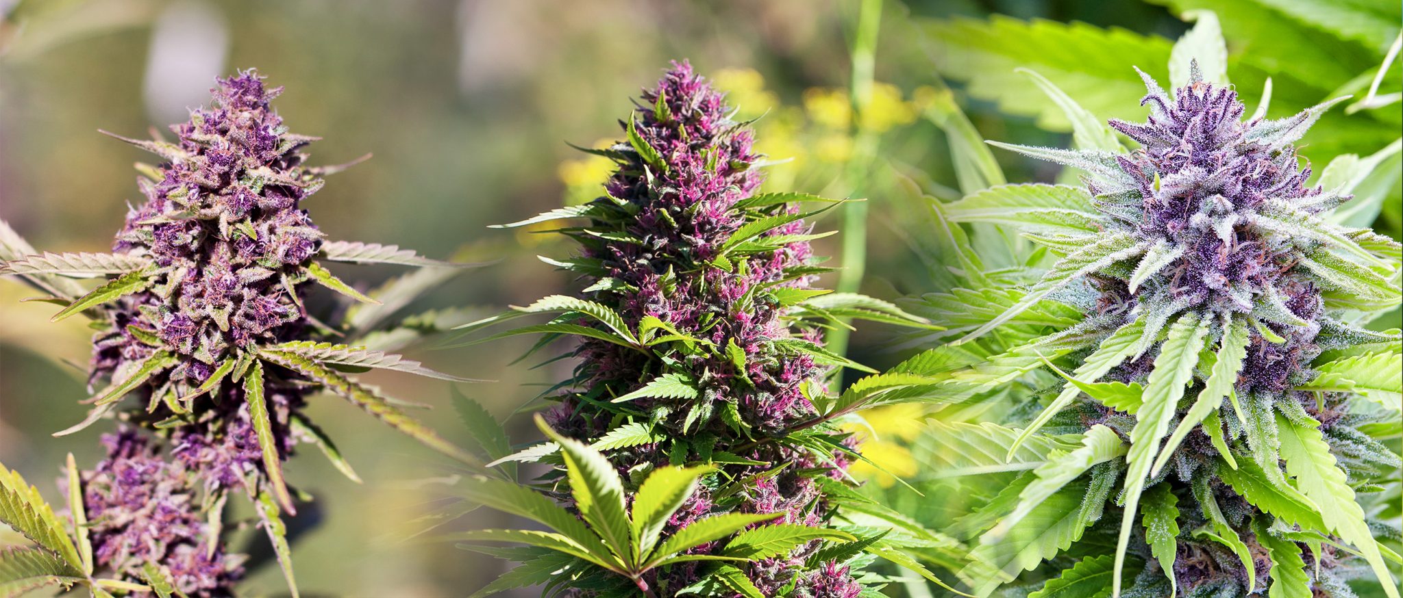 9 Best Purple Strains - Sensi Seeds