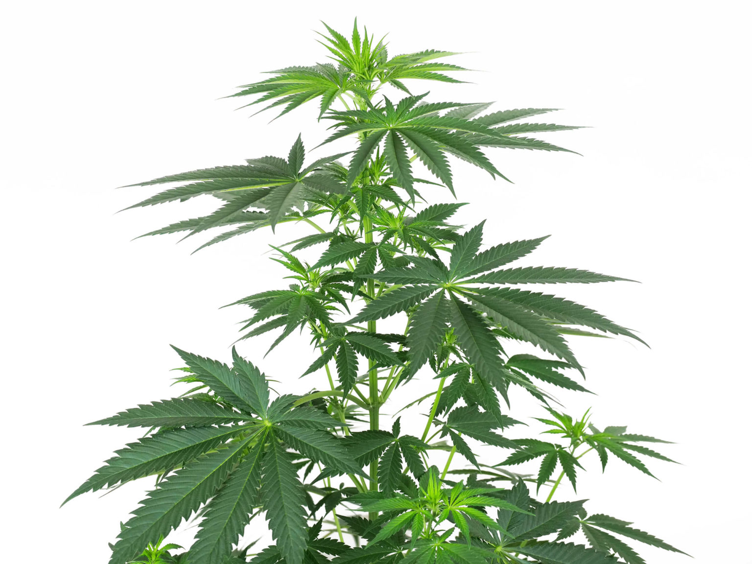 og-kush-feminized-grow-report-indoor-sensi-seeds