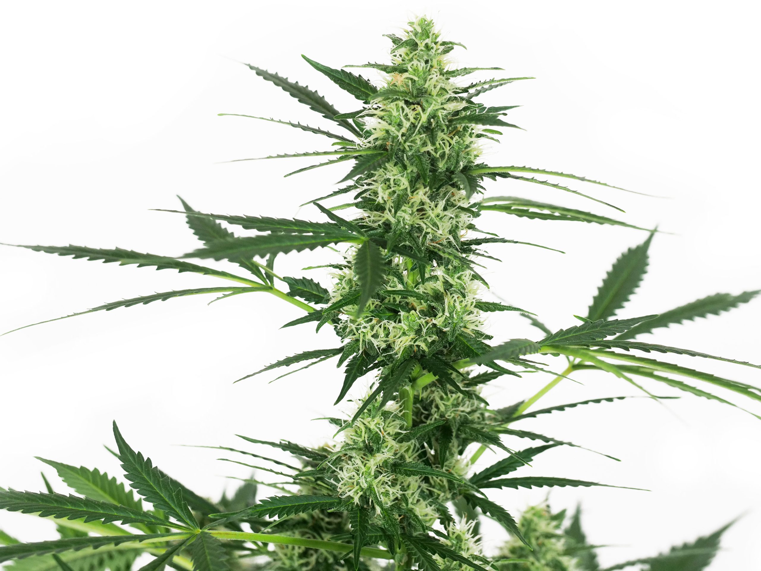 The Effect of Cannabis on Metabolism - Sensi Seeds