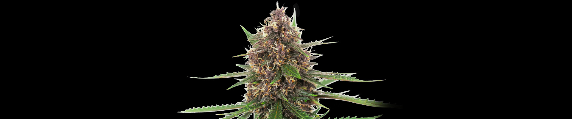 Banana Kush Cake Automatic Cannabis Fleur sur le fond noir