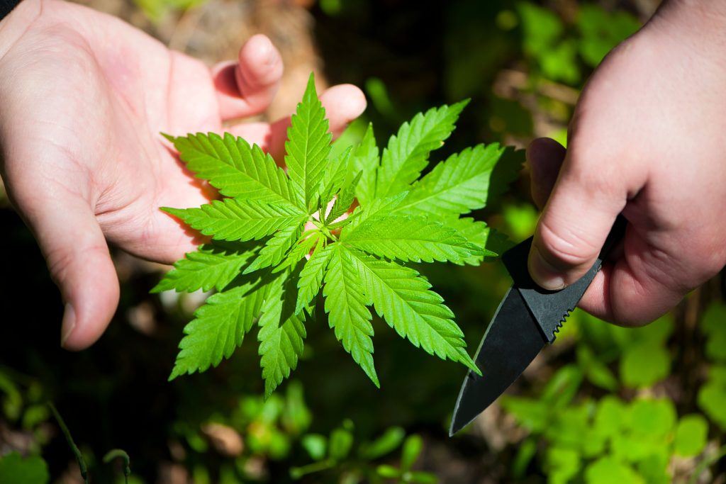 A person holding the top of the cannabis plant and a small knife in each hand