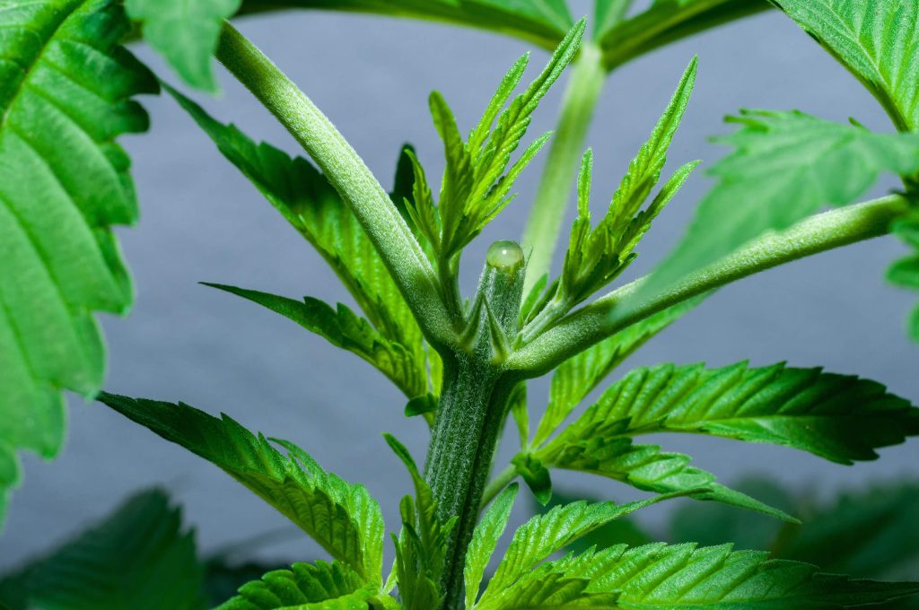 A branch of cannabis plant that was topped against the blue background