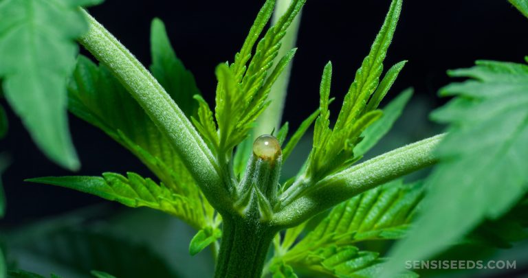 Topping Cannabis To Increase Yields - Sensi Seeds