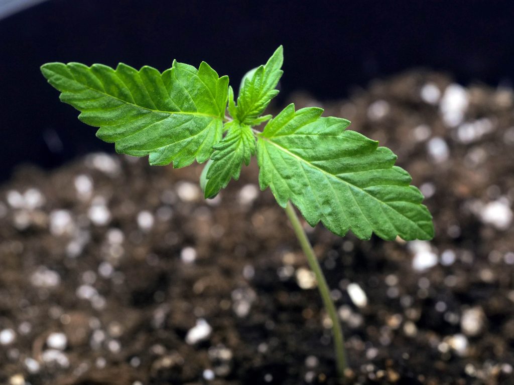 Close-up of Banana Kush Cake cannabis seedling sprouting from the soil