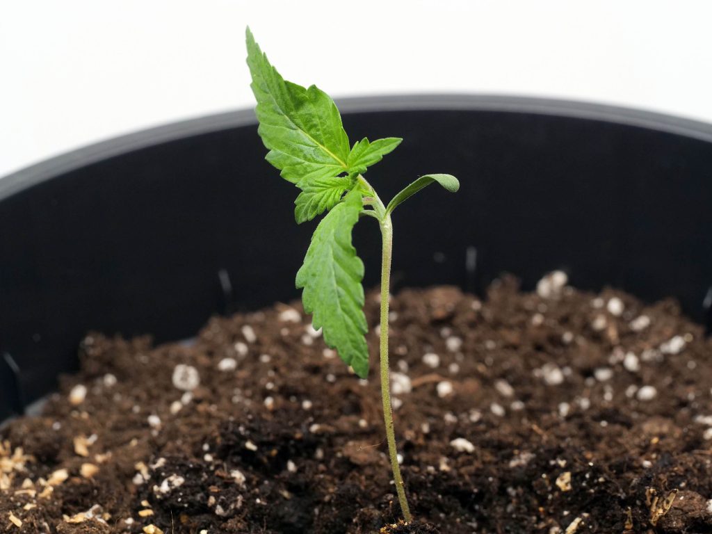 Banana Kush Cake cannabis seedling sprouting from the soil in a black pot