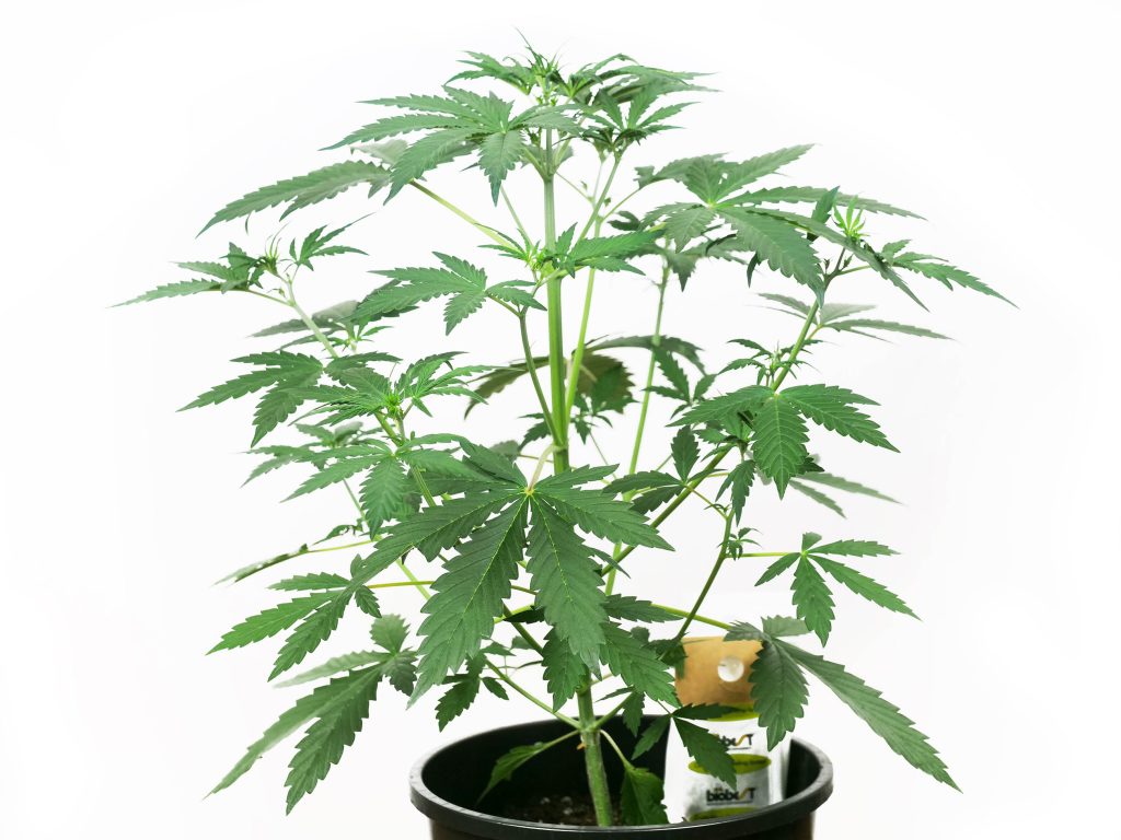 Banana Kush Cake cannabis plant in week 5 growing in black pot against the white background