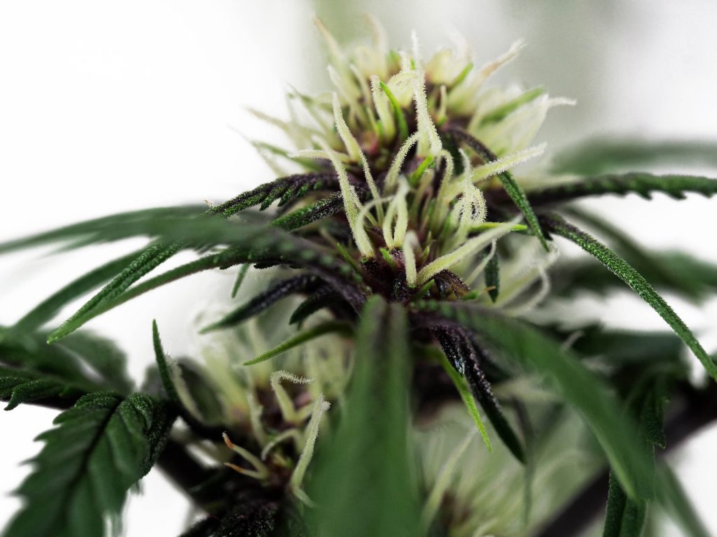 Banana Kush Cake cannabis flower close-up in week 7 against the white background