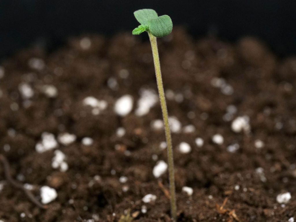 Banana Kush Cake automatic cannabis seedling sprouting from the soil