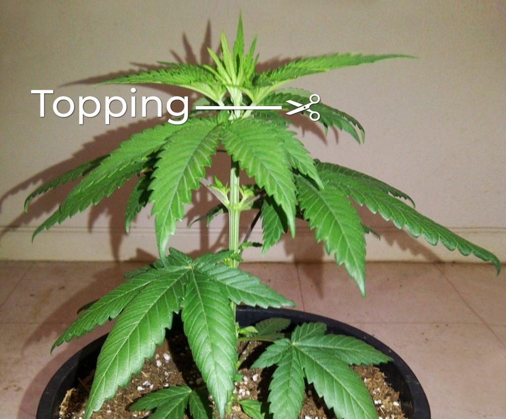 A cannabis plant growing in the black pot and instruction where it should be topped