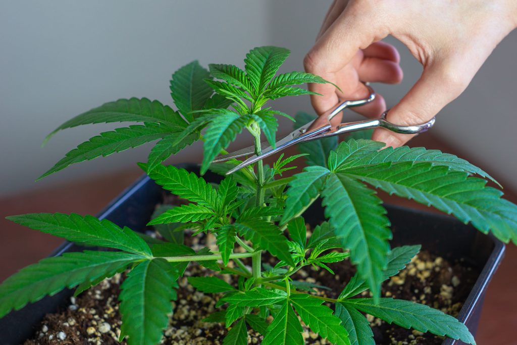 A person holding a scissors, cutting a cannabis plant, applying a technique of topping