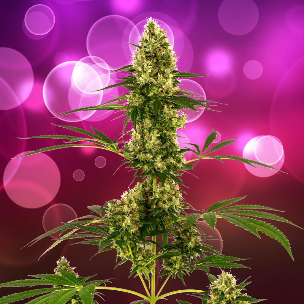 Blue Bullet automatic cannabis plant against the purple background with bubbles