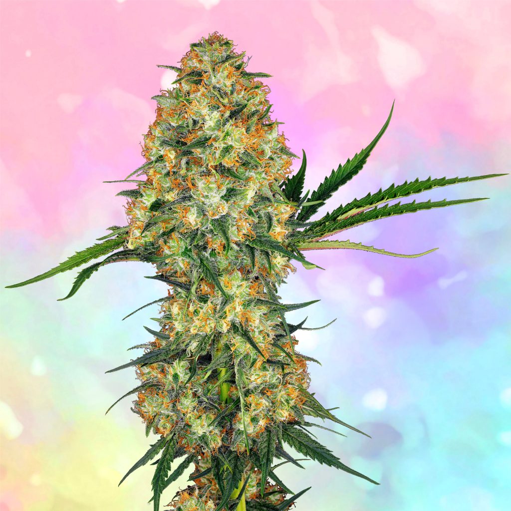 Hindu Kush cannabis flower against the pink and blue background