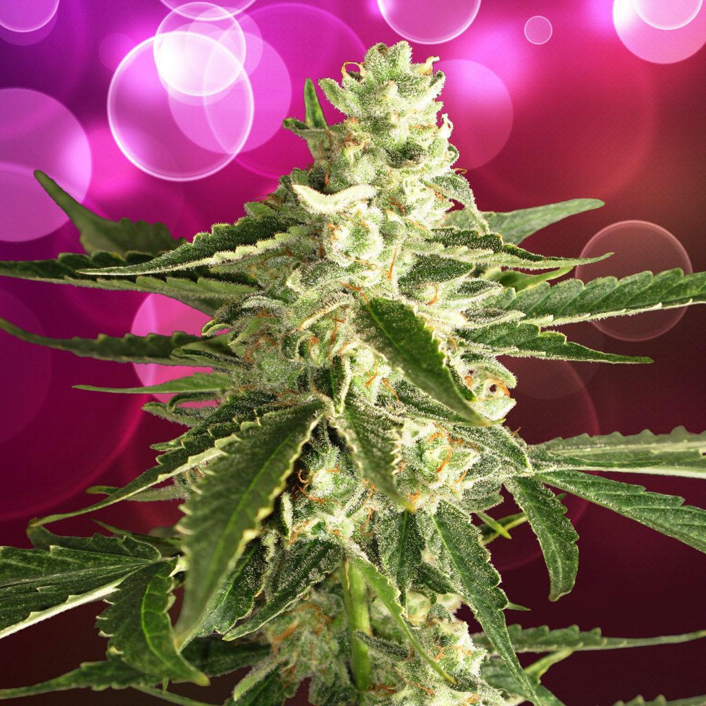 White Diesel feminized cannabis plant against the purple background with bubbles