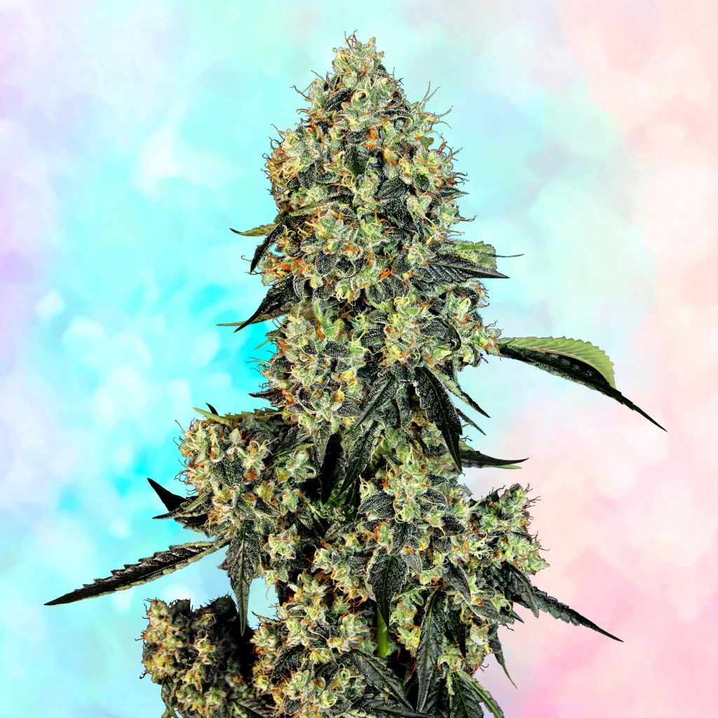 OG Kush cannabis flower against the blue and pink background