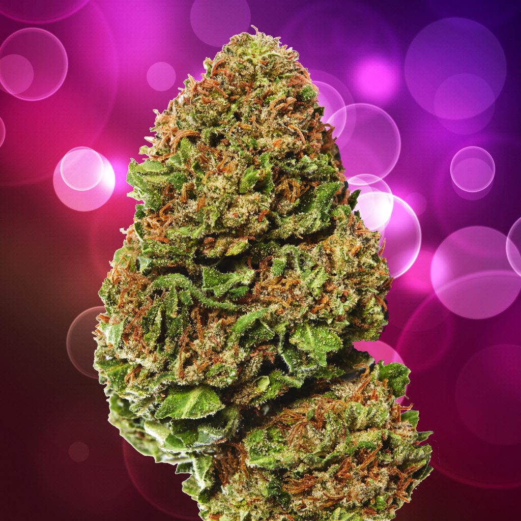 Sweet Island Skunk cannabis flower against the purple background with bubbles