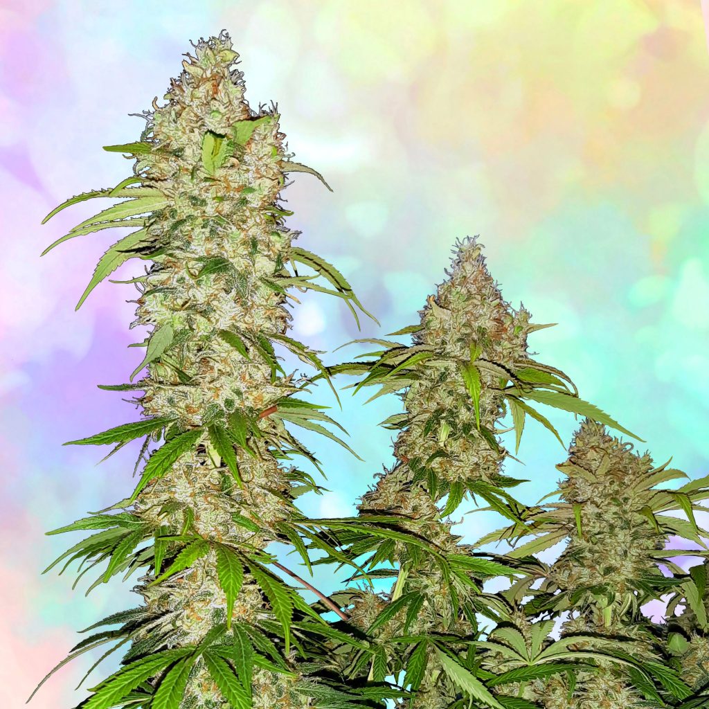 Banana Kush Cake cannabis flower against the blue and pink background