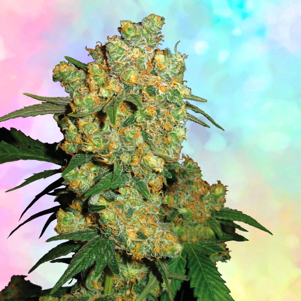 Big Bud cannabis flower against the blue and pink background