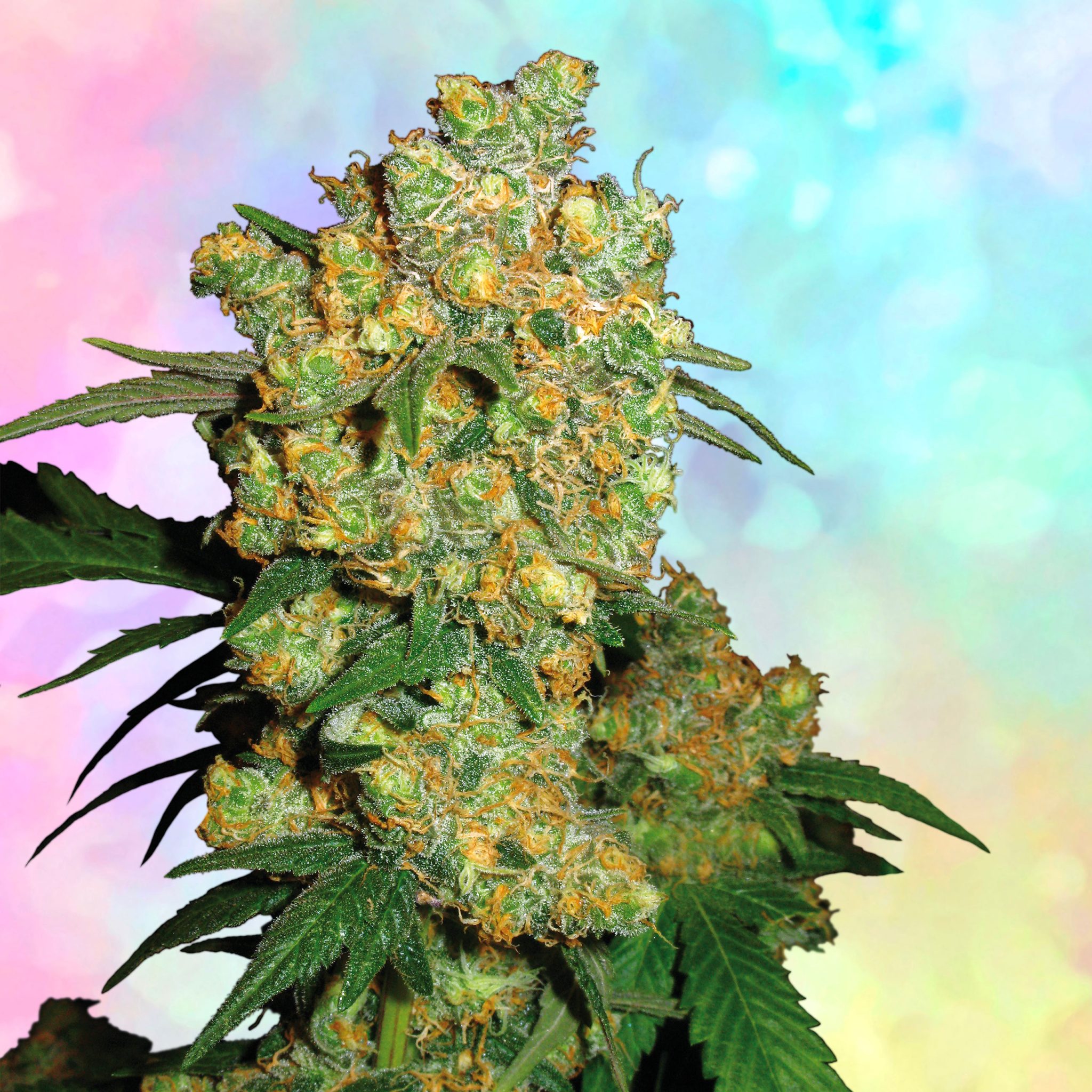 Lmfao Strain - 9i9tdey