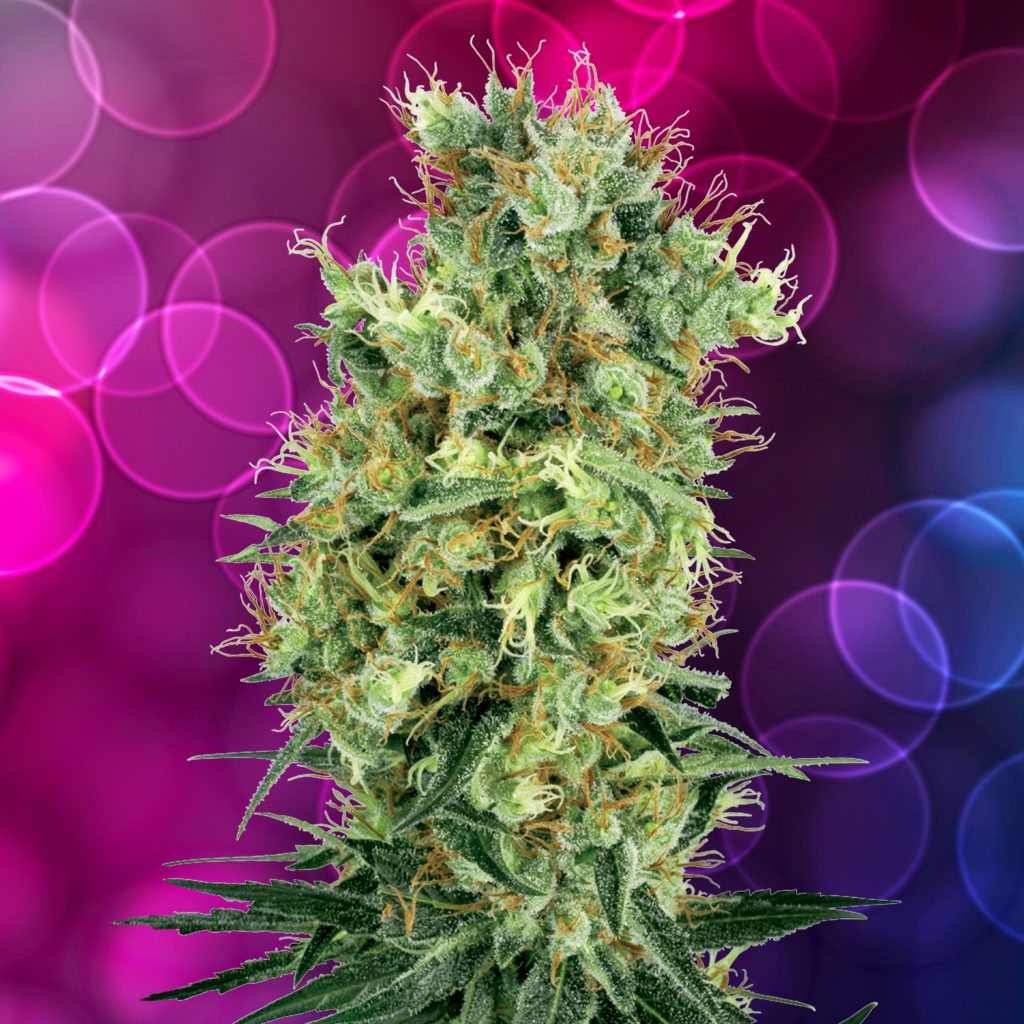 Cali Orange Bud cannabis flower against the purple background with bubbles