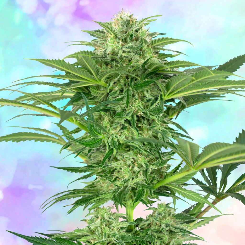 Skunk Dream CBD cannabis flower against the blue and pink background