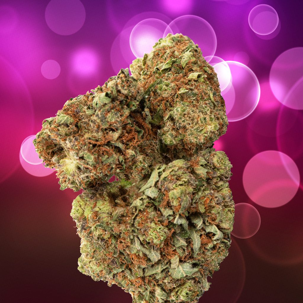 Tropicana Cookies cannabis flower against the purple background with bubbles