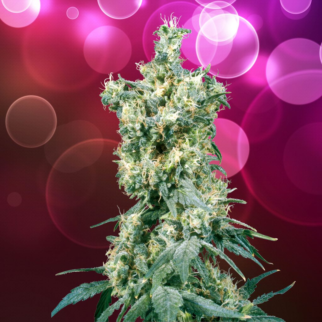 American Dream cannabis flower against the purple background with bubbles