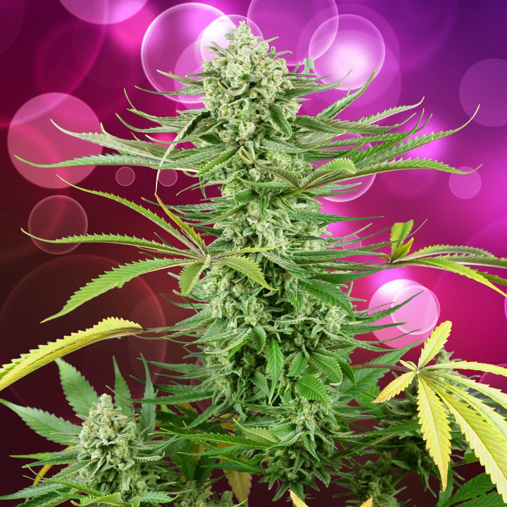 Cashew Kush cannabis plant against the purple background with bubbles