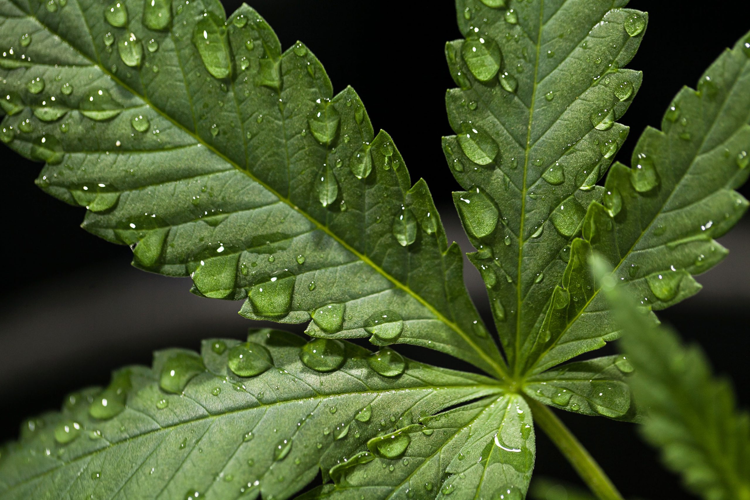 Eine Nahaufnahme der Cannabisblume voller Tröpfchen vor dem dunklen Hintergrund