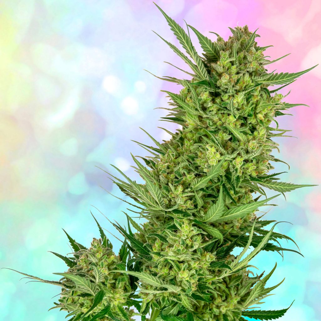 9 Best Mellow Strains - Sensi Seeds