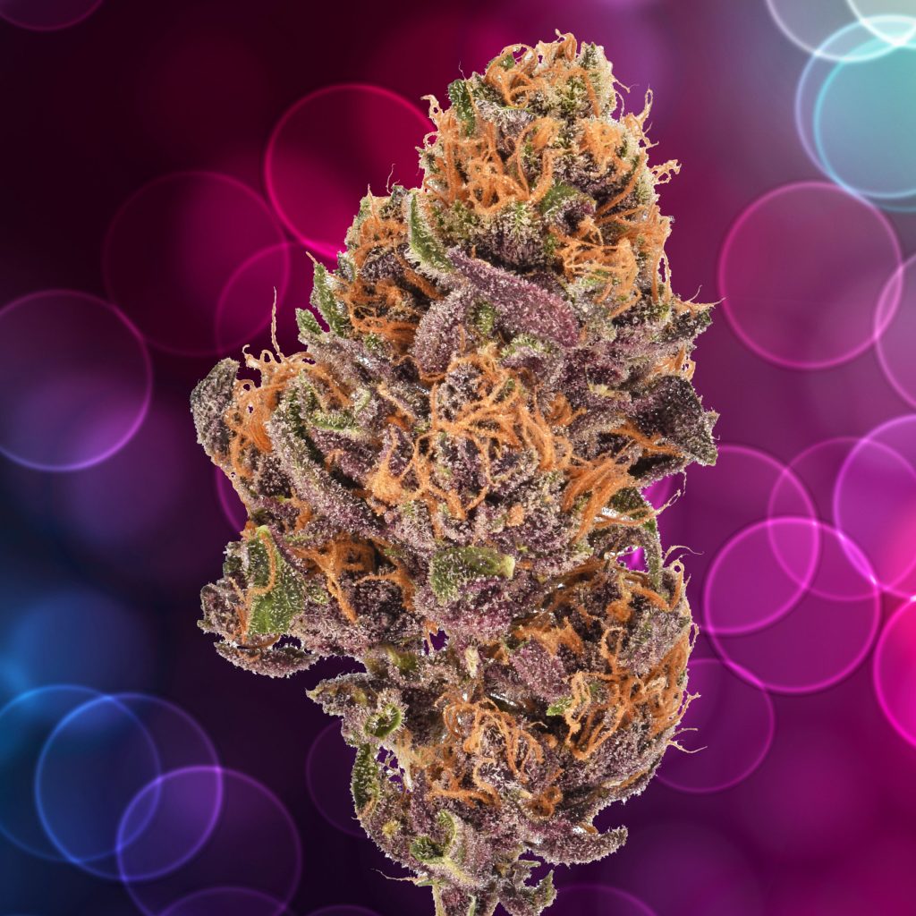 Forbidden Fruit cannabis flower against the purple background with bubbles