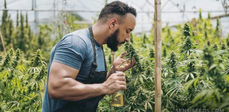 A man in a greenhouse smelling a cannabis plant and holding a bottle with yellow liquid