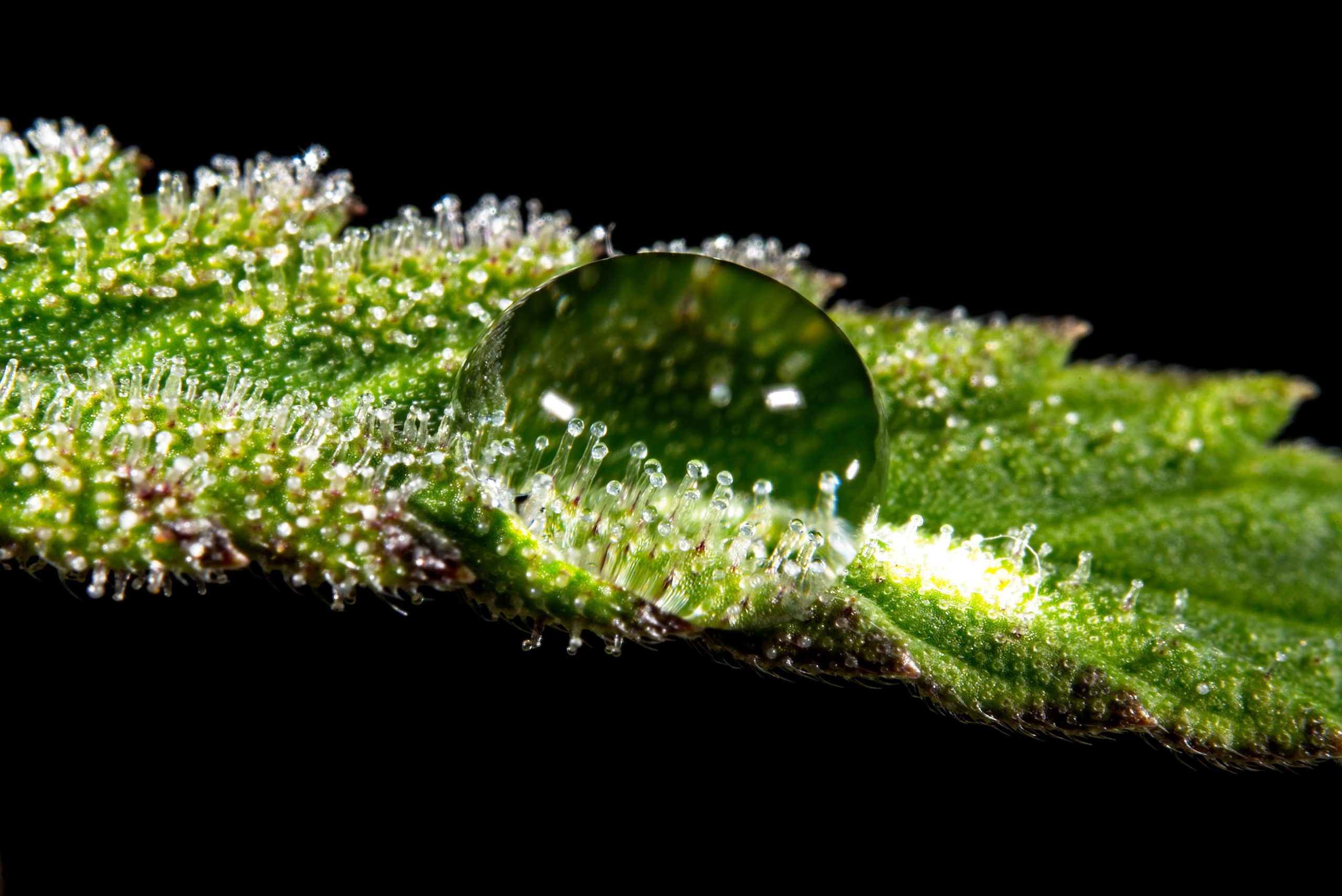 Ein Wassertropfen auf einem Cannabisblatt voller Trichome vor dem schwarzen Hintergrund