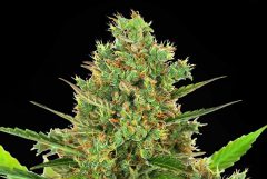 Super Skunk automatic cannabis flower against the black background