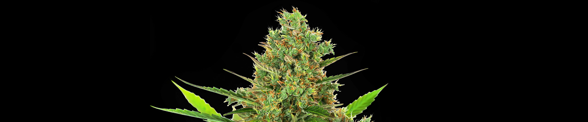 Super Skunk Automatic Cannabis Fleur sur le fond noir