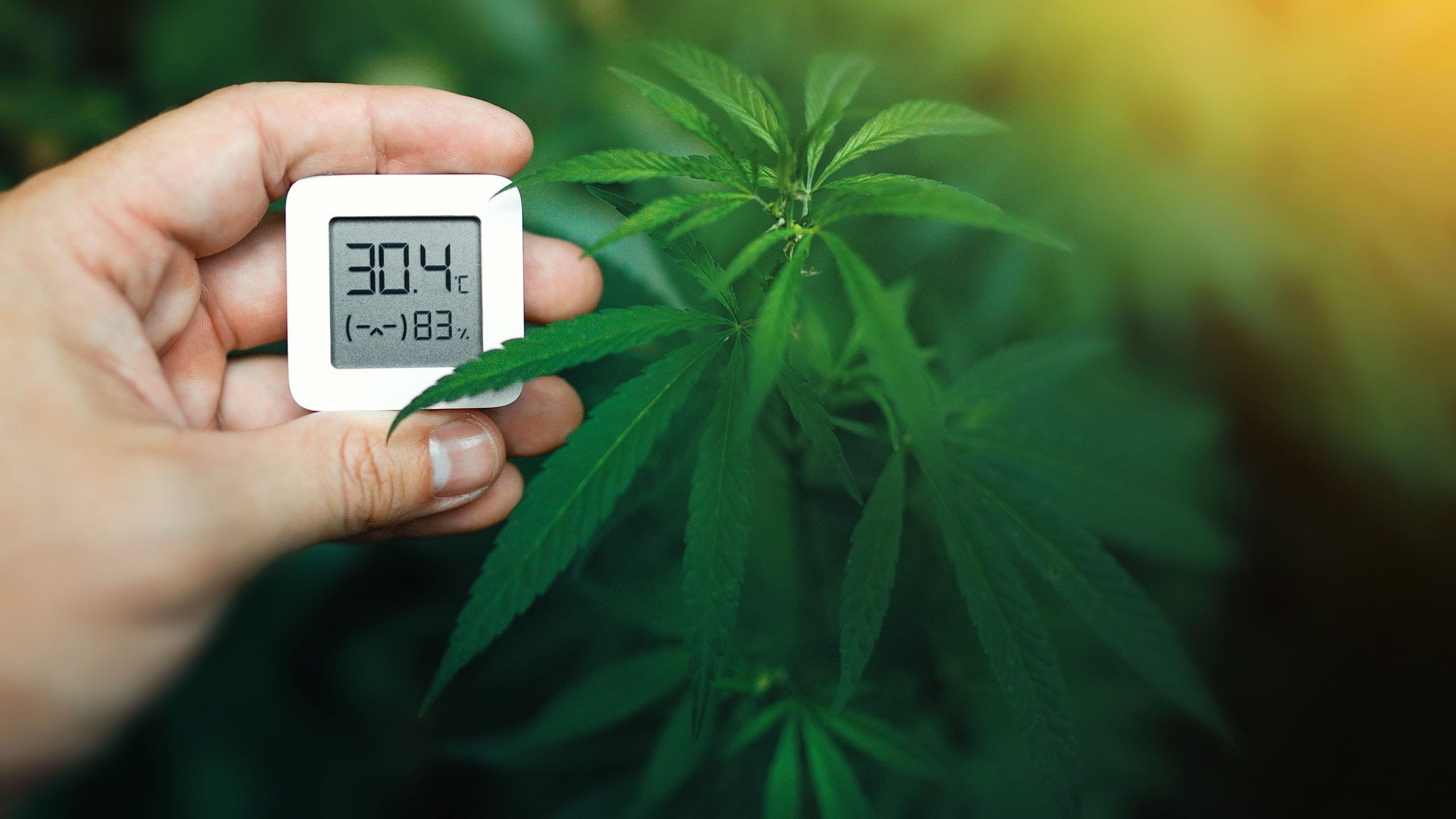 Eine Person, die ein Thermometer neben der Cannabispflanze hält