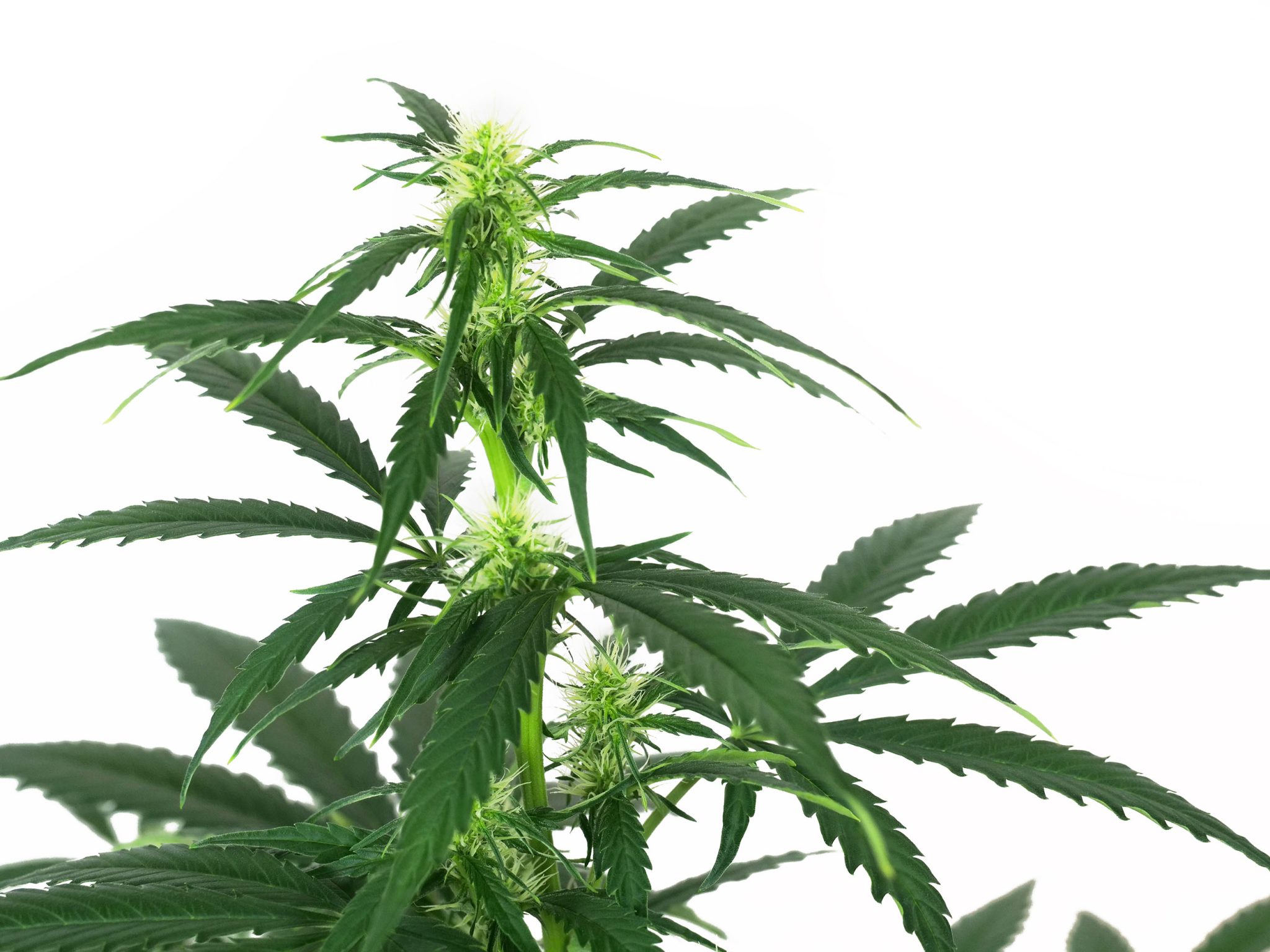 Super Skunk Automatic (White Label) Grow Report - Sensi Seeds