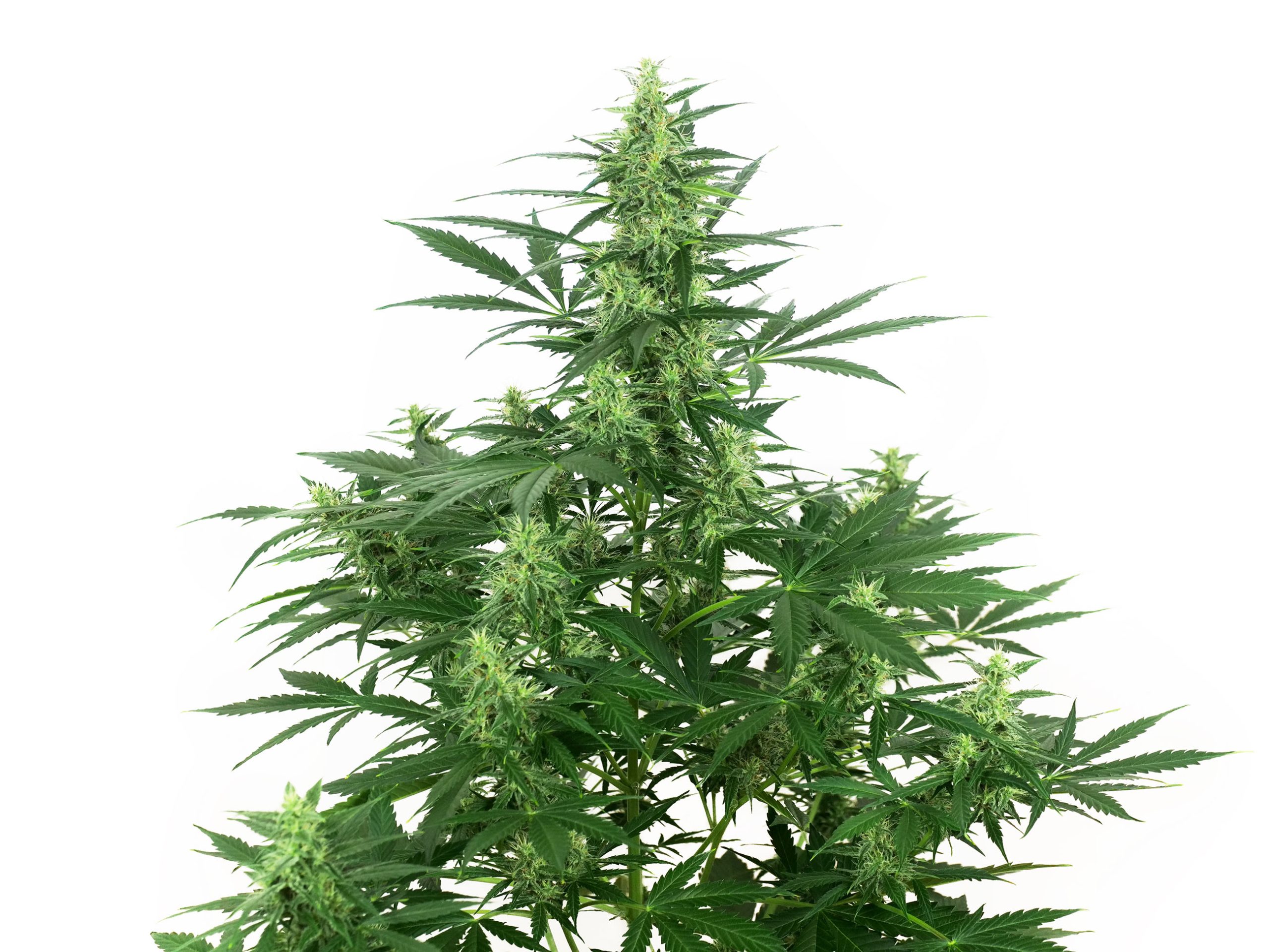 Rapport De Culture (White Label) Super Skunk à Autofloraison - Sensi Seeds